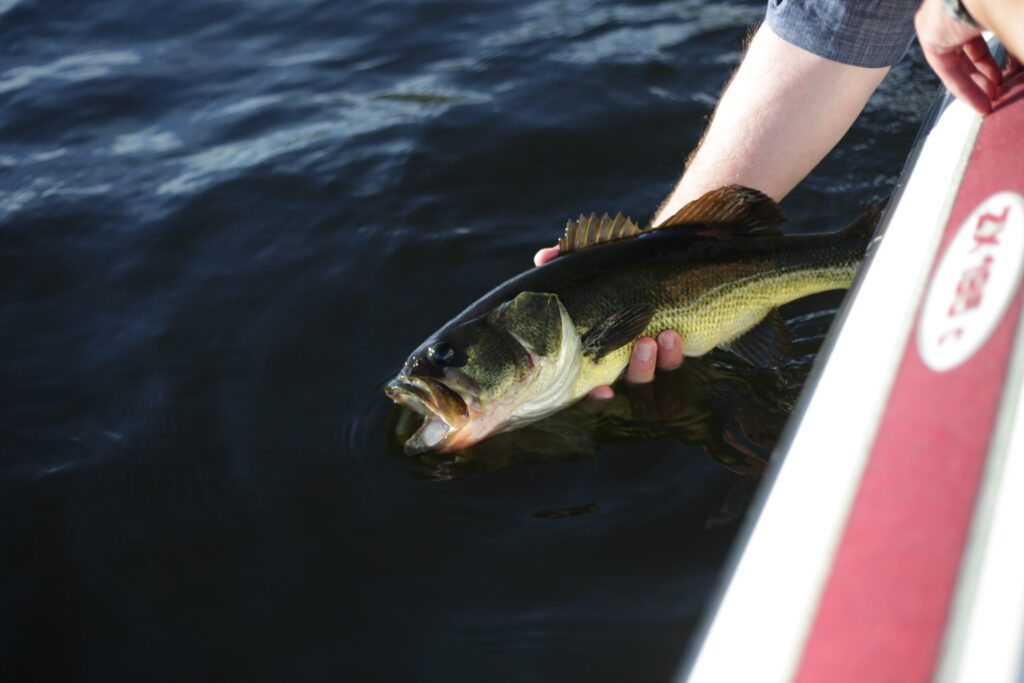 Person Catching a Fish Above a Body of Water