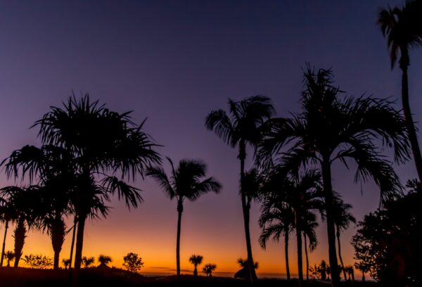 Florida Palm Trees at Sunset